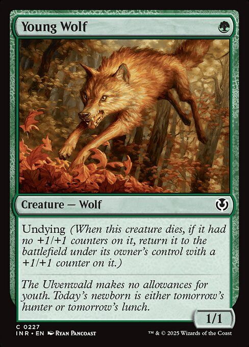Young Wolf (INR 227)